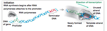 <p>RNA synthesis begins after RNA polymerase attaches to the promoter.</p>