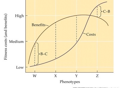 <p>which phenotype is the adaptation?</p>