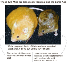 <p>Rat mothers fed BPA (known to decrease methylation of genes)<br>One mother received diet supplemented with nutrients essential for methylation. Other mother received regular diet.<br>Offspring of supplemented mother turned out brown and low disease risk.<br>Offspring of normal diet turned out yellow, obese, and prone to disease.<br>Yellow mice fed methyl-rich diet had pups that were healthy.</p>