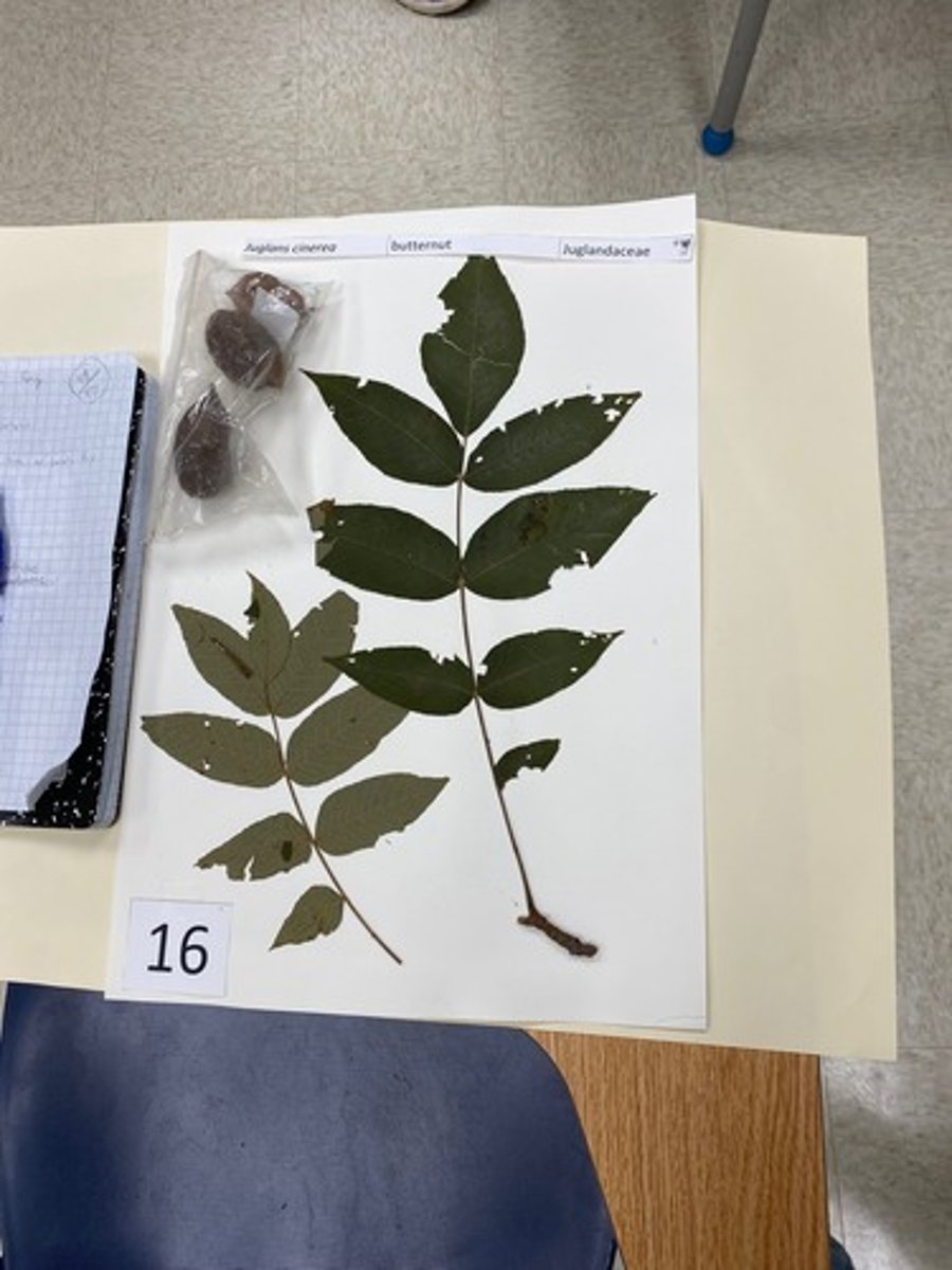 <p>Juglans cinerea (Juglandaceae)</p>