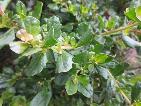 <p>shrub city</p><p>small leaves, sometimes lobed</p><p>female flowers look like one of those old timey shaving cream appliers</p><p>male flowers look like popcorn ig</p><p>plant is dioecious</p>