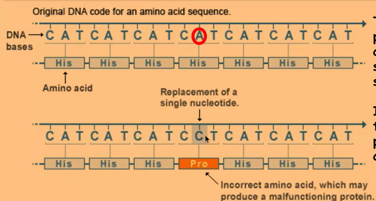 <p>-codon codes for a different amino acid<br>-this change in primary structure may change tertiary structure (3D shape) of protein</p>