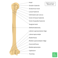 <p>Humerus</p>