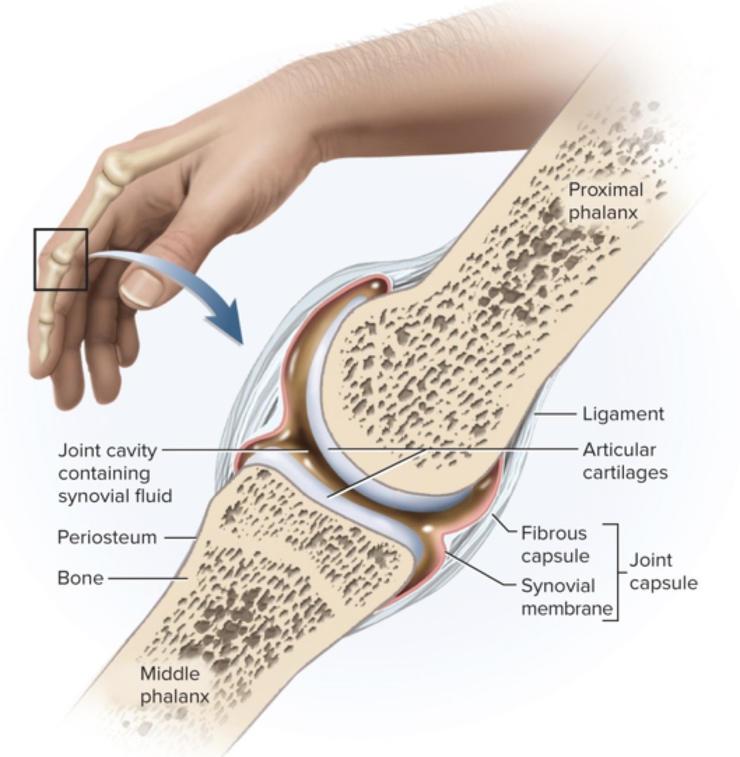 <p>synovial joints</p><p>-joint cavities enclosed by ____ ____</p><p>-articular cartilage provides _____</p><p>-makes up most joints in the body</p>
