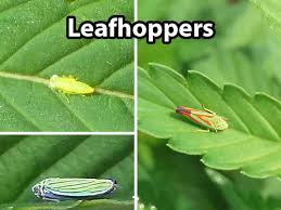 <ul><li><p>Small, jumping insects that suck plant sap, potentially transmitting plant pathogens. They can cause wilting and stunted growth in a variety of crops. </p></li><li><p>To fix use insecticides, promote natural predators, and implement crop rotation. </p></li></ul><p></p>