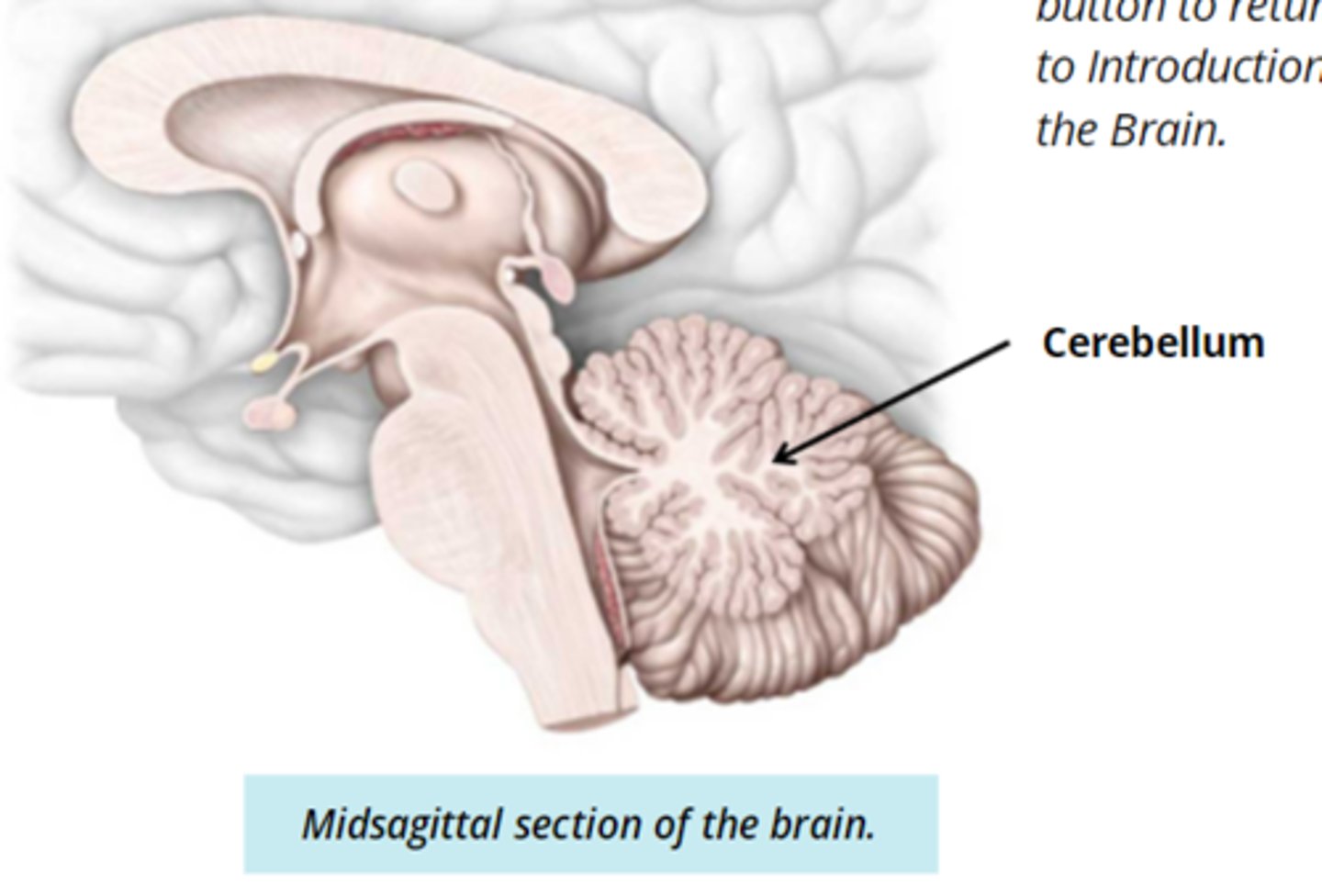 <p>- the structure that is appended to the back of the brainstem and sits underneath the occipital lobe of the cerebrum </p><p>function:</p><p>- coordinate motor activity</p>
