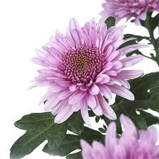 <p>What is the scientific name for this plant?</p>