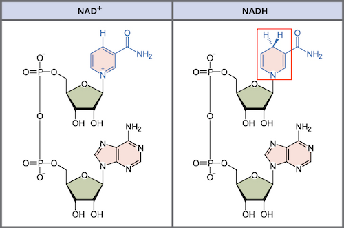 <p><strong>Nicotinamide adenine dinucleotide</strong> (NAD)</p>