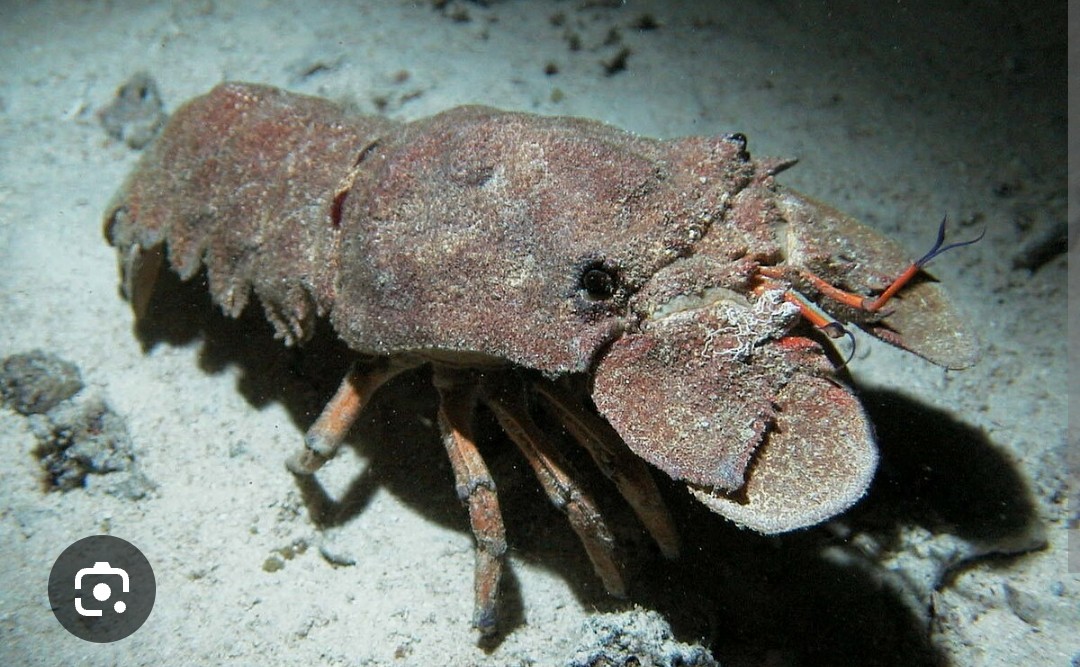 <p>Scyllaridae family</p><p class="has-focus">diet is opportunistic and includes a wide variety of marine life, such as mollusks (like mussels and oysters), crustaceans (including small shrimp and crabs), worms, sea urchins, and dead fish</p><p class="has-focus">flattened, shovel-like bodies and lack of large claws. A key trait is their broad, paddle-shaped antennae that project forward like plates</p>