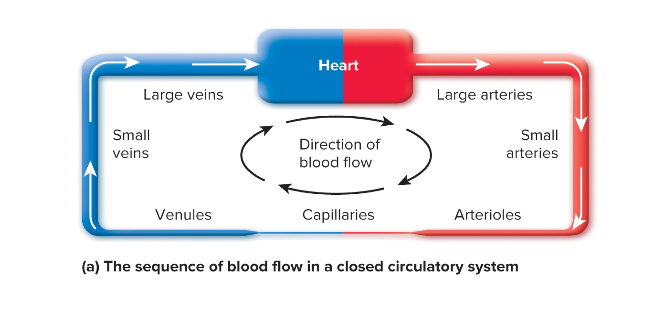 blood flow through blood vessels in a closed circulatory system