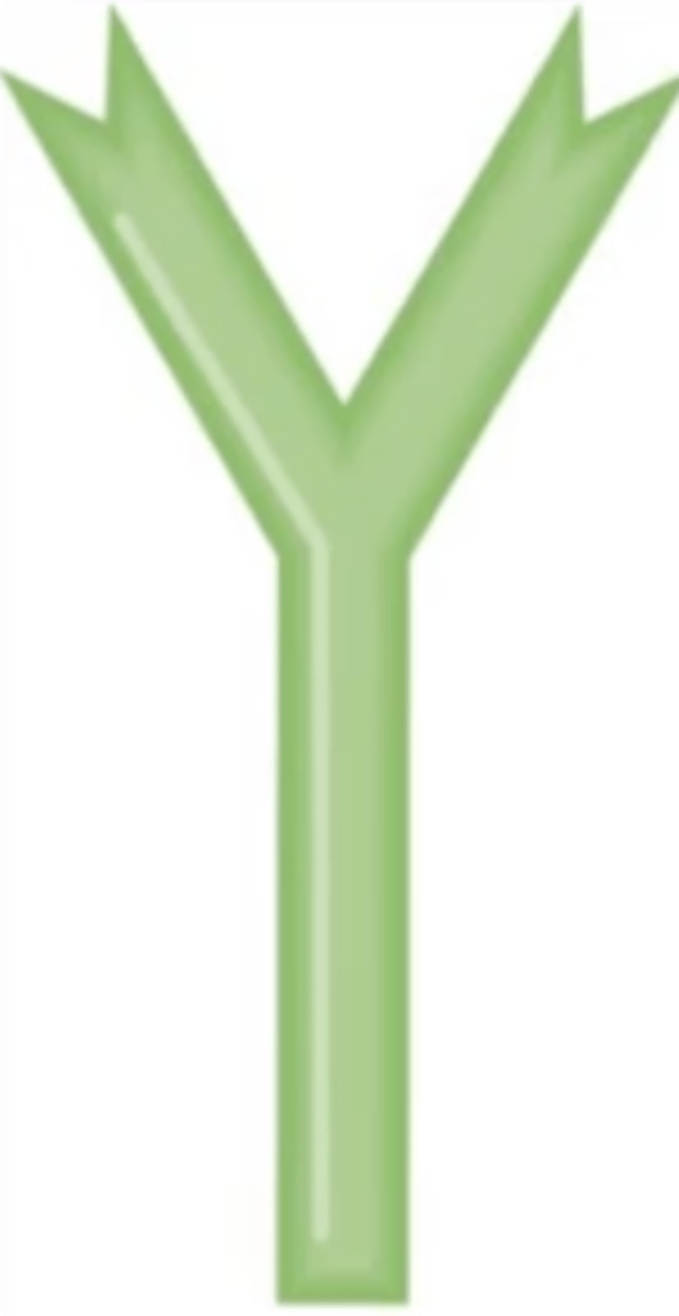 <p>Antibody class</p><p>Where are IgE antibodies found?</p>