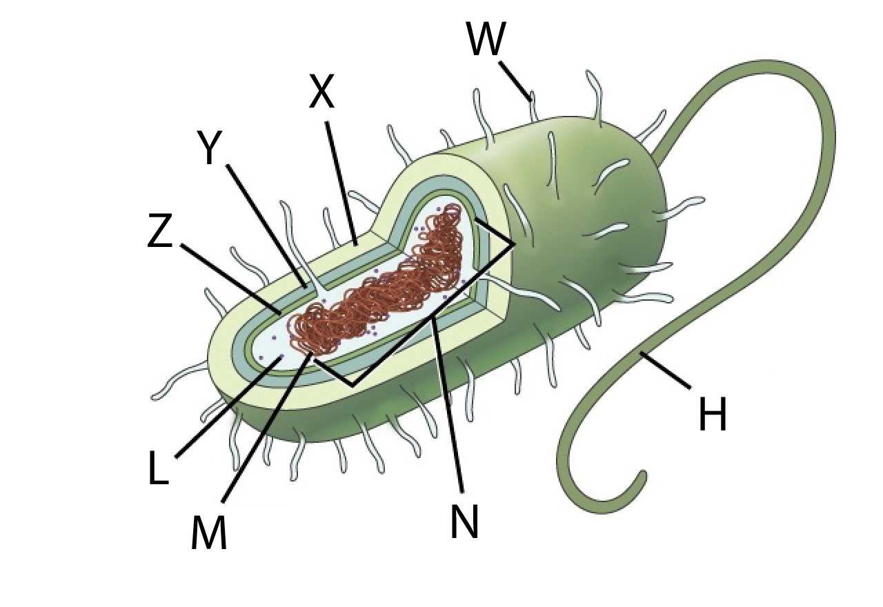 <p>Which structure camouflages the bacterium from the immune system of a host organism?</p><ul><li><p>A. W</p></li><li><p>B. Z</p></li><li><p>C. X</p></li><li><p>D. H</p></li></ul><p></p>