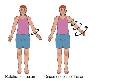 <p>Circumduction is the rotation of a limb or finger around its medial axis, creating a circular motion. This movement involves a combination of flexion, abduction, extension, and adduction in succession. It can be performed by the fingers, wrist, shoulder, and hip.</p>