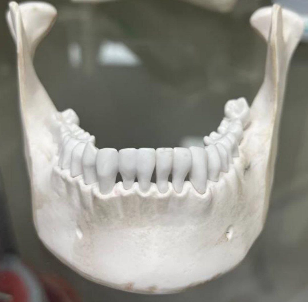 <p>Identify the bone, and classify it according to position</p>