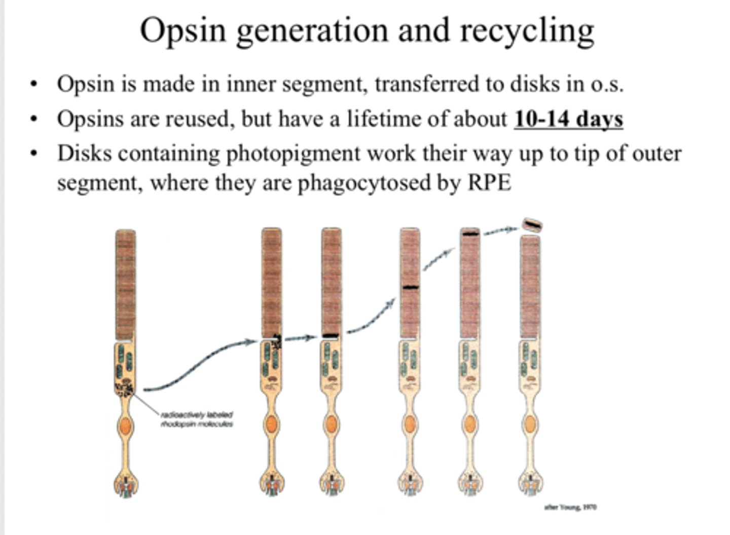 <p>Where is opsin transferred after it is made?</p>