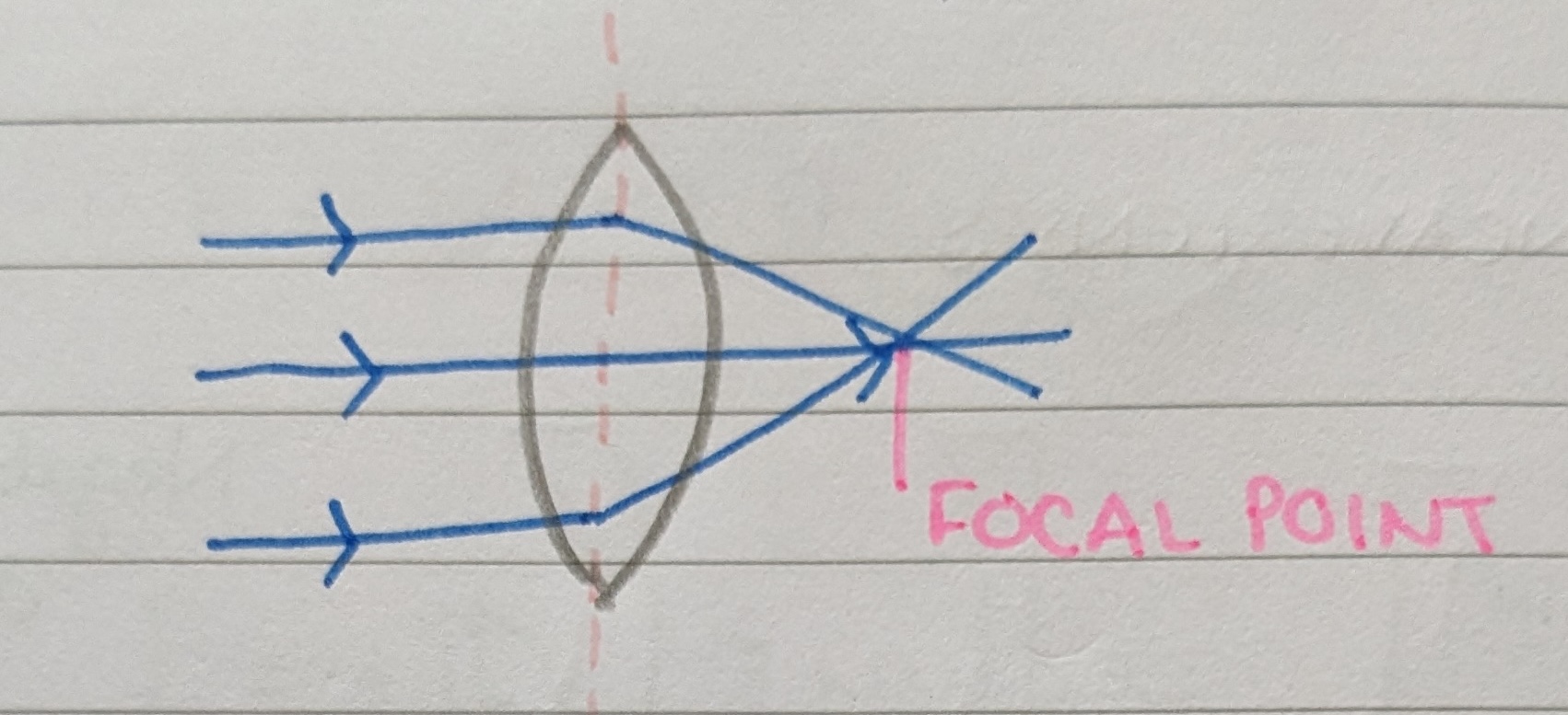 <p>Convex lenses converge light rays toward a focal point, making them useful for magnifying images and correcting hypermetropia. </p>