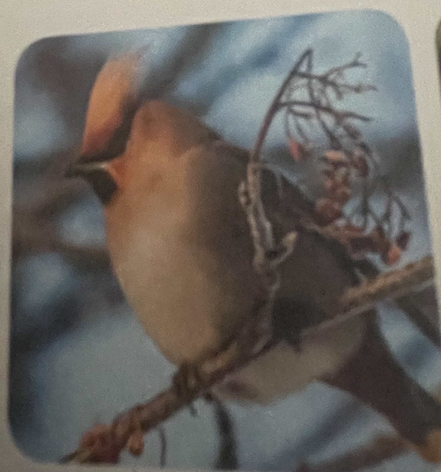<p>mikä eläin</p>