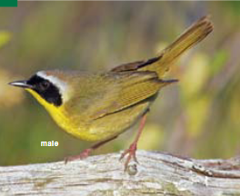 <p><span><span>Geothlypis trichas </span></span></p>