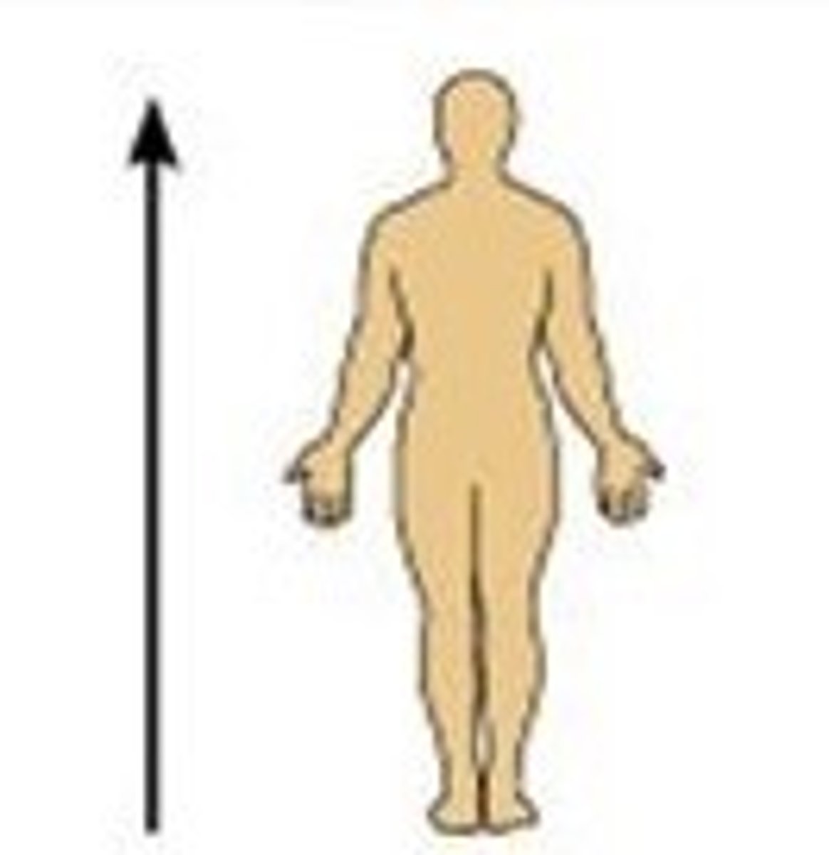 <p>Toward the head end or upper part of a structure or the body; above</p>