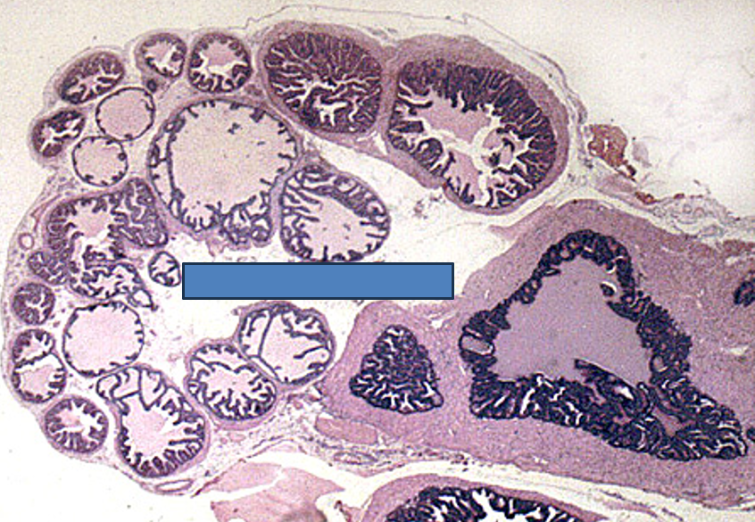 <p>Identify this structure</p>