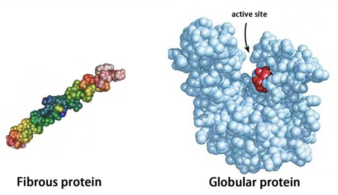 <p>What are the differences between globular and fibrous proteins?</p>