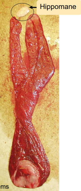 <p>mare </p><ul><li><p>placenta- fully expulsed - 11% of foals birth weight , normal =inside out</p></li><li><p>udder</p></li></ul><p>foal</p><ul><li><p>vigour - sternal 1-2mins, suckle reflex 20mins, standing 15-120 mins, nurse&lt;4hrs</p></li><li><p>navel</p></li><li><p>colostrum </p></li></ul><p></p>
