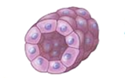 <p>(forming a tube in the kidney)</p>