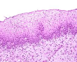 <p>What tissue is this</p>