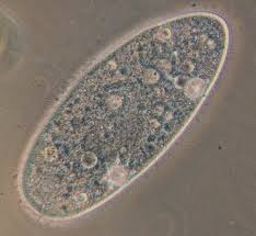 <ul><li><p>movement: quick, have cilia</p></li><li><p>unicellular</p></li></ul><p></p>