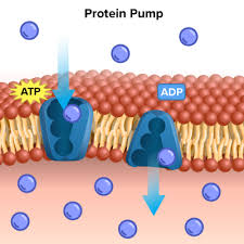 <p>() active transport moves an ion or molecule () its concentration gradient and uses energy from ATP ()</p>