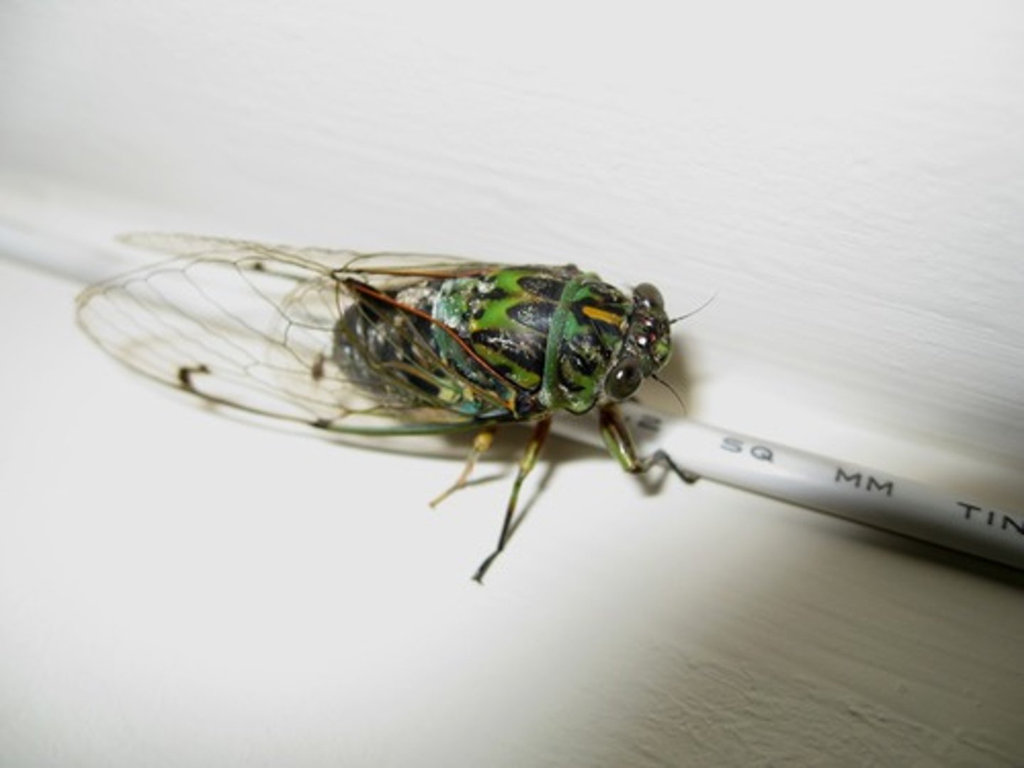 <p>True Bug</p>
