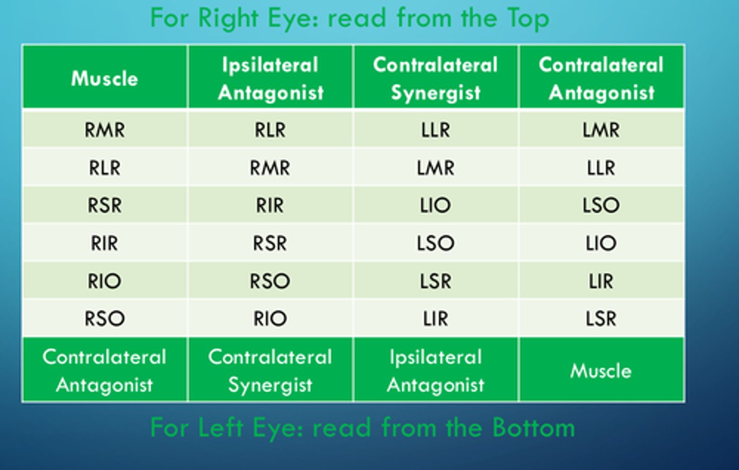 <p>True</p><p>* An antagonist is a muscle in the same eye that moves it in the opposite direction.</p><p>* Three antagonistic pairs of muscles control eye movements:</p><p>- The lateral and medial rectus muscles</p><p>- The superior and inferior rectus muscles</p><p>- The superior and inferior oblique muscles</p>