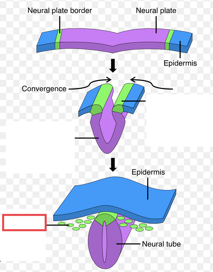 tissue that detaches from the edges of the neural groove and migrates through the embryo to develop into peripheral structures of both nervous and non-nervous tissues