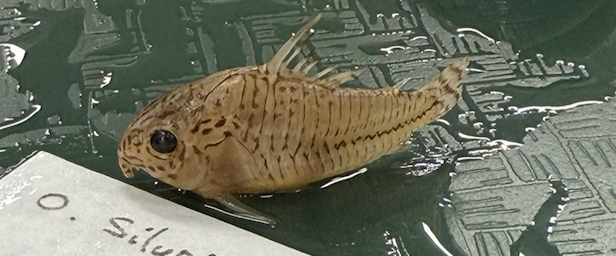 <p>Callichthyidae</p>