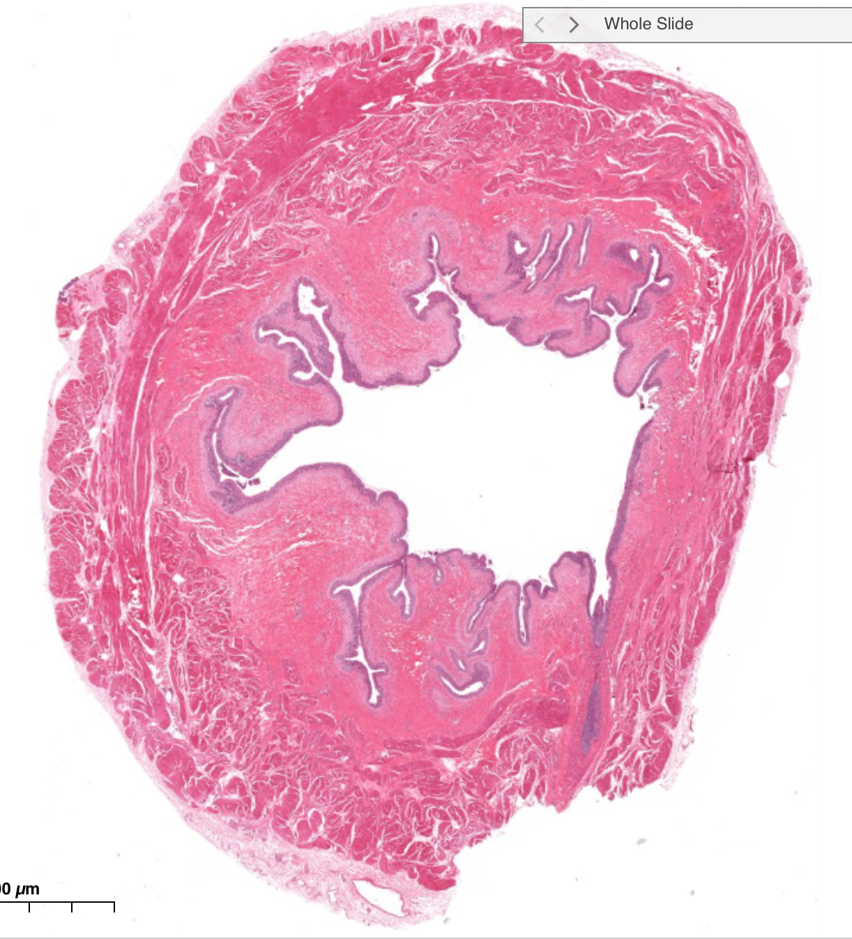 <p>What is this?</p>