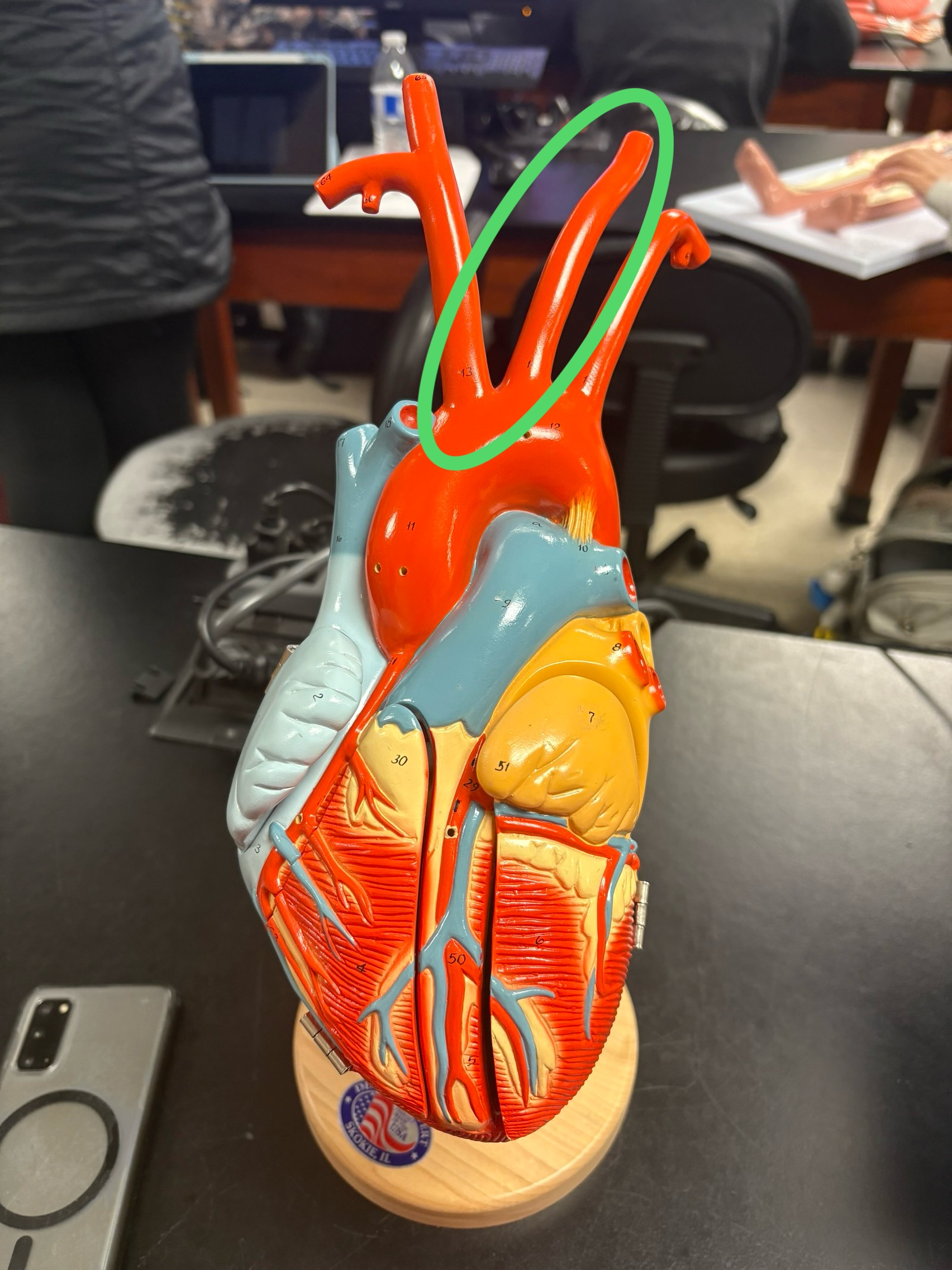 <p>in the middle between brachiocephalic trunk &amp; left subclavian artery </p>