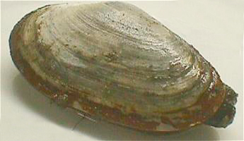 <p>Mya arenaria, hietasimpukka</p>