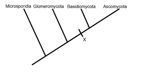What trait can accurately label the tick mark with the question mark on the tree below?

A) septate
B) coenocytic
C) dikaryotic
D) reproductive parts are basidiomata
E) either A or C would be accurate