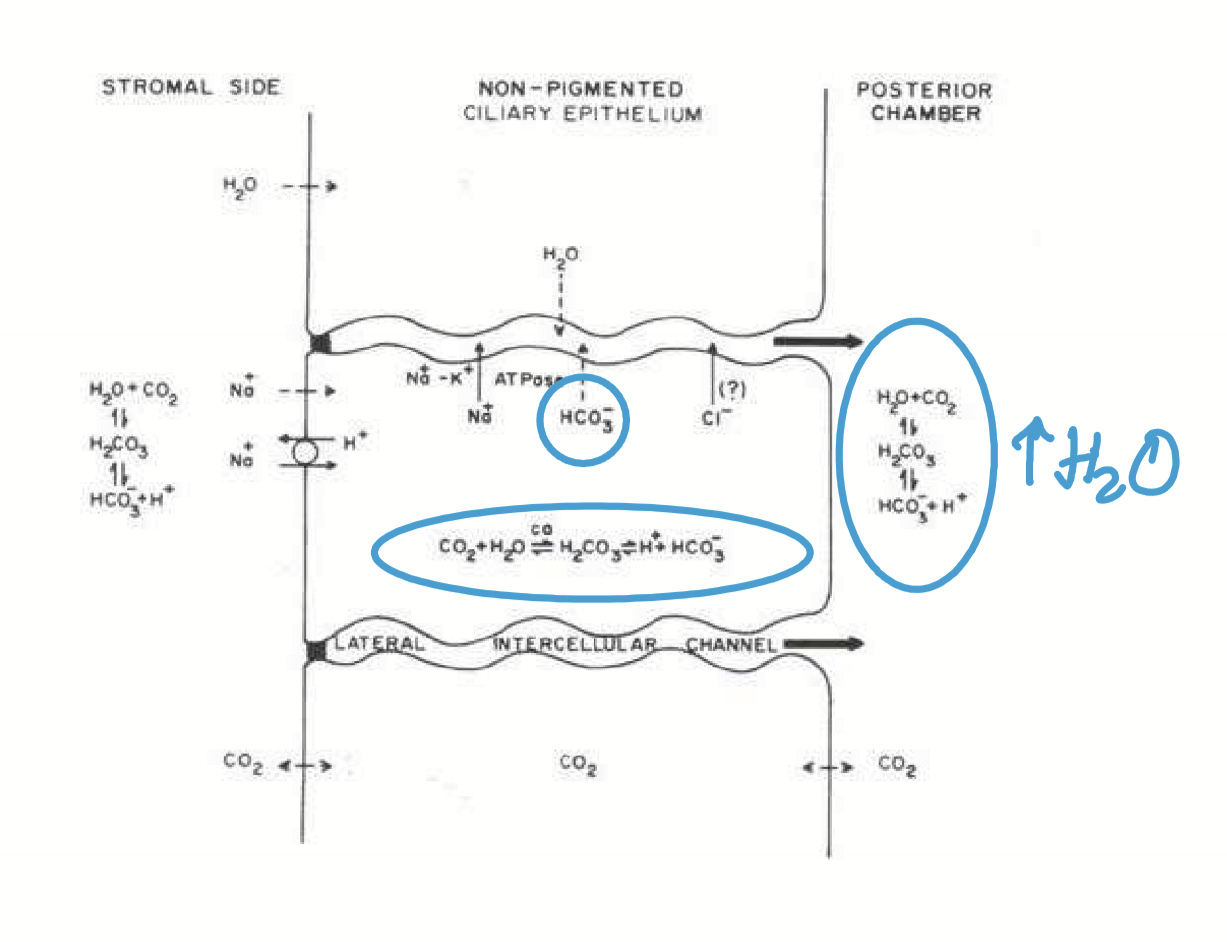 <p>HCO3-, made from CO2 + H2O, is secreted into the chamber and combines with H+ to make water. </p>