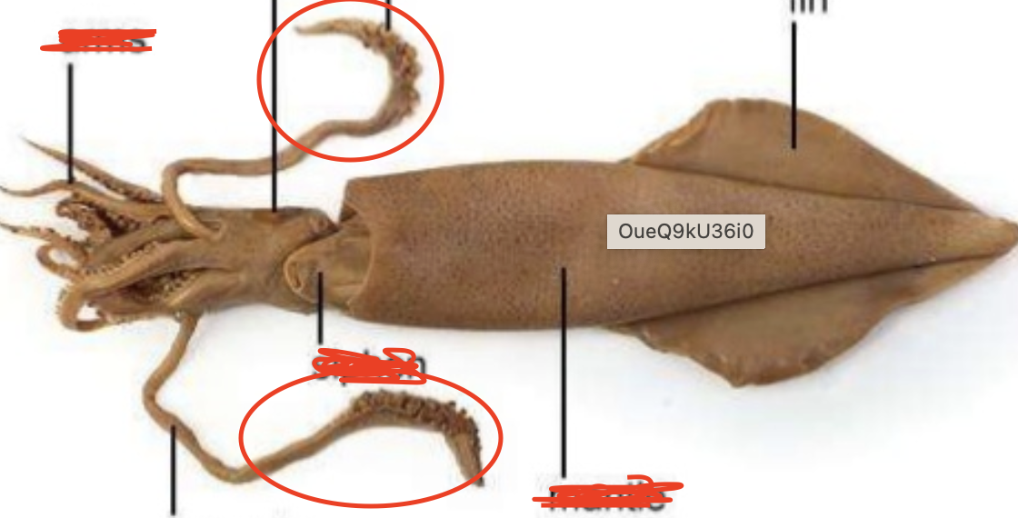 <p>Squid: Used to capture prey</p>