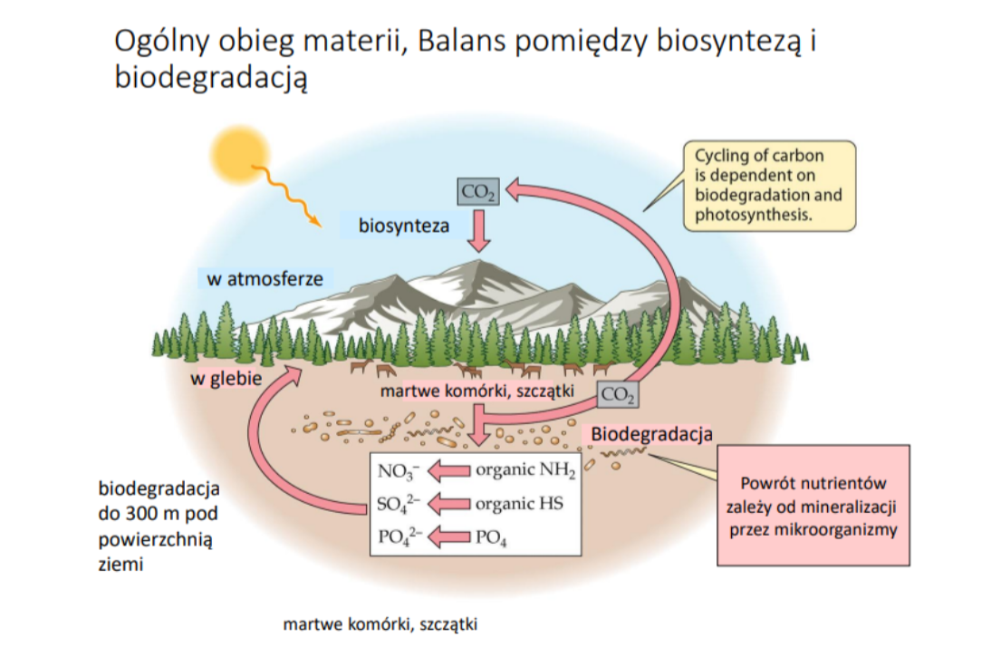 <p>● Autotroficzne mikroorganizmy wiążą CO2 i produkują związki organiczne, które stanowią pokarm dla innych organizmów.</p><p>● Heterotroficzne mikroorganizmy rozkładają martwą materię organiczną i uwalniają składniki odżywcze do środowiska, co jest kluczowe w mineralizacji.</p><p>● Bakterie przeprowadzają wiązanie azotu, umożliwiając jego dostępność dla innych organizmów.</p><p>● Mikroorganizmy utleniają różne związki chemiczne, co wpływa na skład chemiczny środowiska</p>
