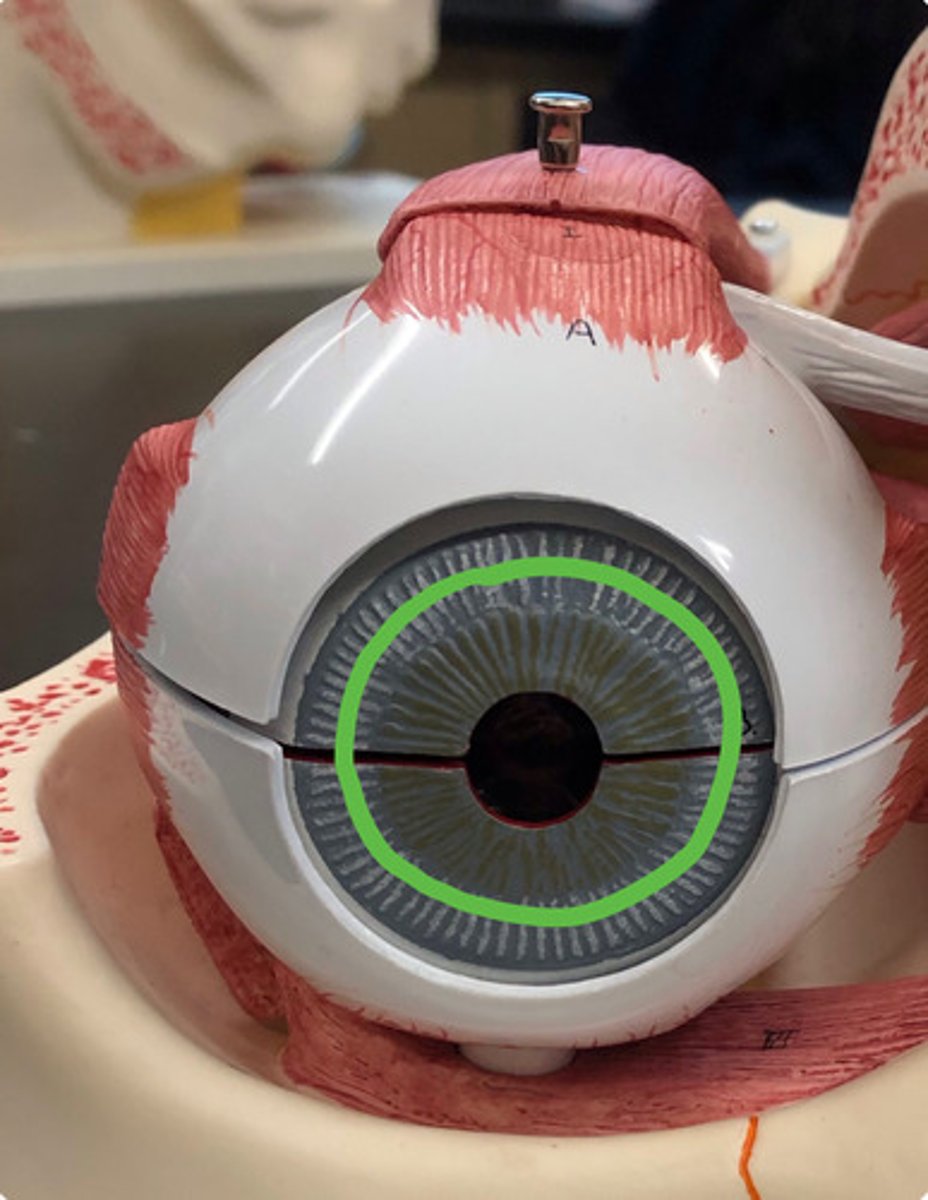 <p>smooth muscle within the iris of the eye that functions to widen the pupil; allows more light to enter the eye, which is essential for vision in dim environments</p>