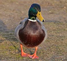 <p>duck</p>