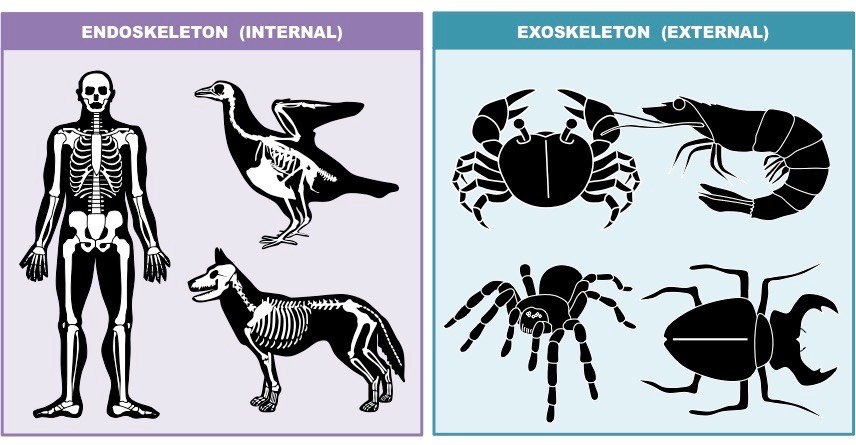 <p>Both endoskeletons and exoskeletons have muscle attachment points. As a result, both endoskeletons and exoskeletons allow bones to act as levers and maximize efficiency for movements. </p><p>Endoskeletons are <em>inside</em> the organism’s body, while exoskeletons are <em>outside</em> the body. Therefore, the mucles attach to the <em>outside</em> of bones in endoskeletons, while muscles attach to the <em>inside</em> of the exoskletons. Endoskeletons are made of <em>bones</em>, while exoskeletons are made of <em>chitin</em>. </p>