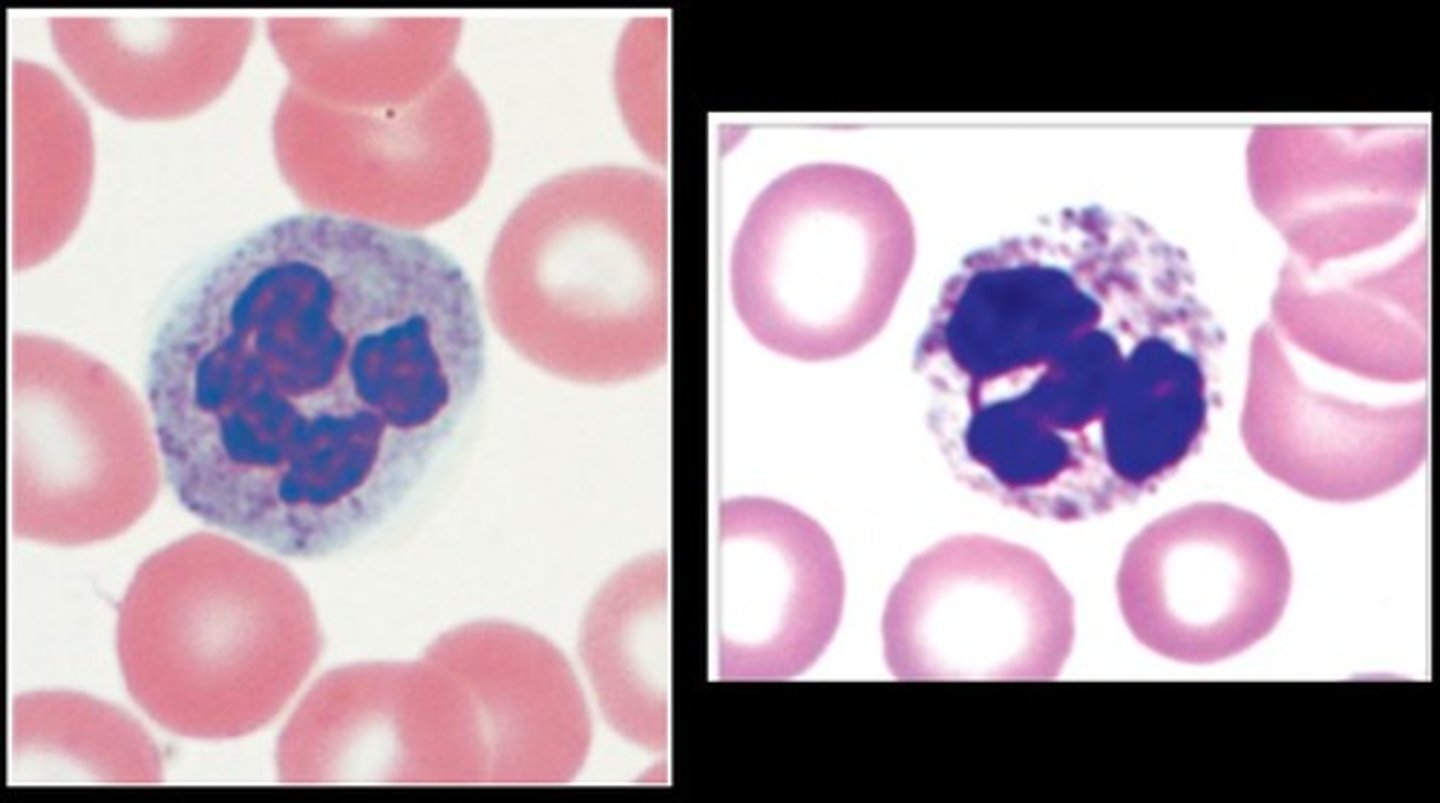 <p>circulating WBCs</p><p>Multilobe nuclei (2-5) nuclei</p><p>Most abundant</p>
