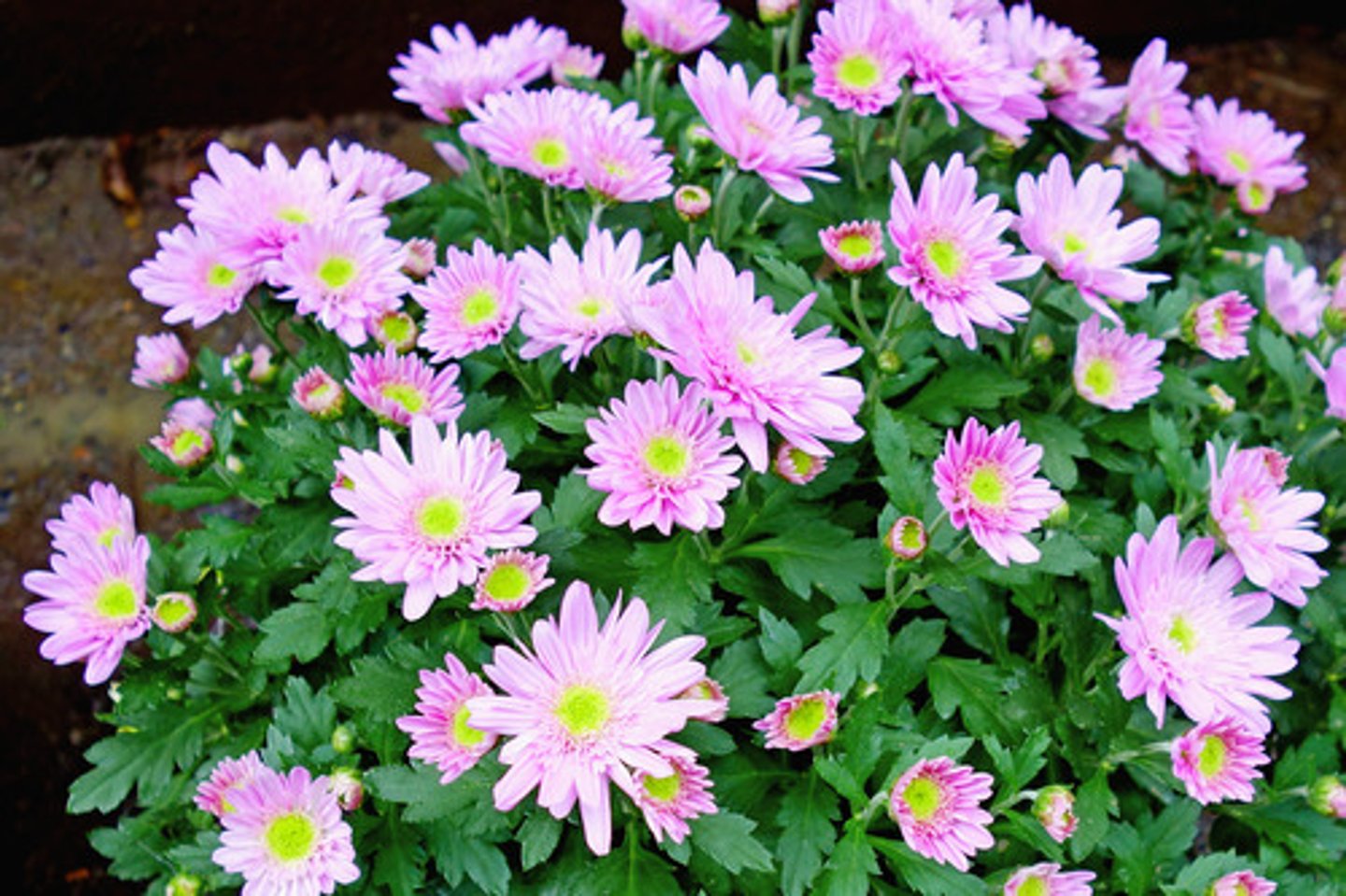 <p>Pompom daisy mum</p>