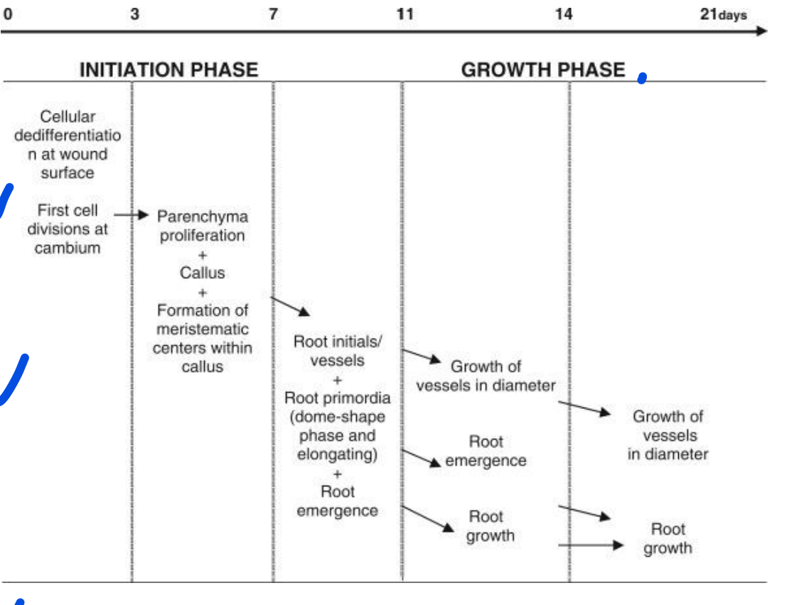 <p>REMEMBER~ Auxin relates to roots!</p><p></p><p>Root initiation - along the  cambium/cortex tissue near  phloem; emergence of vessel  growth</p><p>Root and vessel enlargement - connection to stem vessels</p>