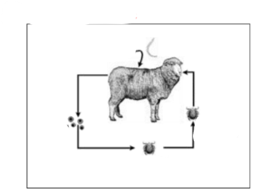 <p>what are the key stages in this life cycle? which parasite is this of?</p>