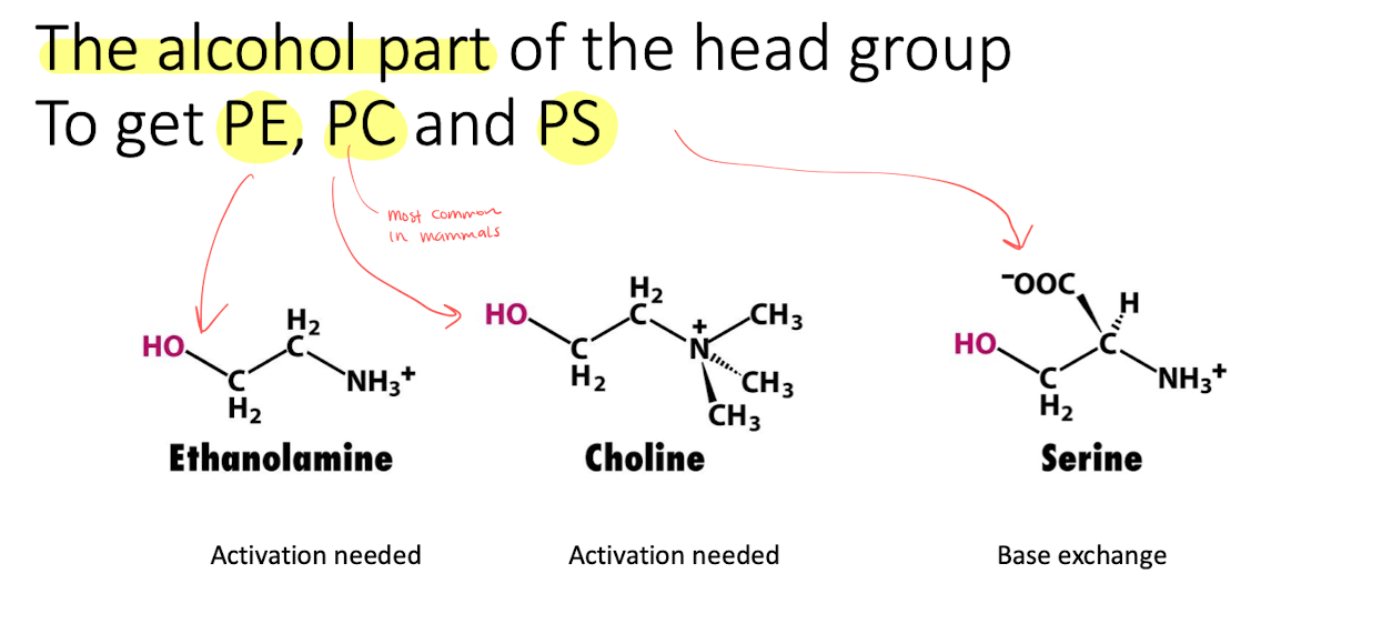 <ol><li><p>A activated intermediate is needed, CTP binds to PA to form CDP diacylglycerol (with hydrolysis). </p></li><li><p>the activated PA then reacts with -OH of alcohol. (We can get <strong>PE, PC, PS</strong>) depending on the structure of the alcohol.</p></li></ol><p></p>