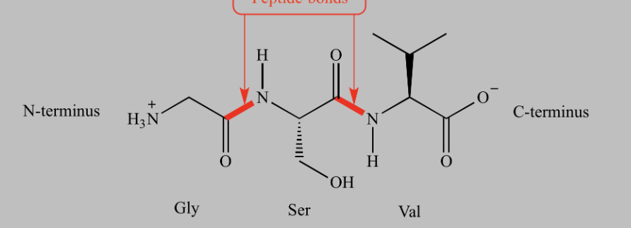 <p>amide bond formed between COOH of one amino acid and NH2 of another.</p>